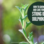 How To Grow and Care For String of Dolphins (Senecio peregrinus)