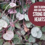 How To Grow and Care For Ceropegia woodii variegata 'String of Hearts'