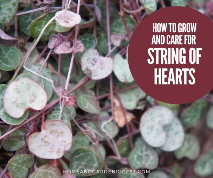 string of hearts plant care guide