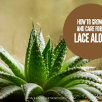 How To Grow and Care For Aristaloe aristata 'Lace Aloe'