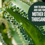 How To Grow and Care For Mother Of Thousands (Kalanchoe daigremontiana)