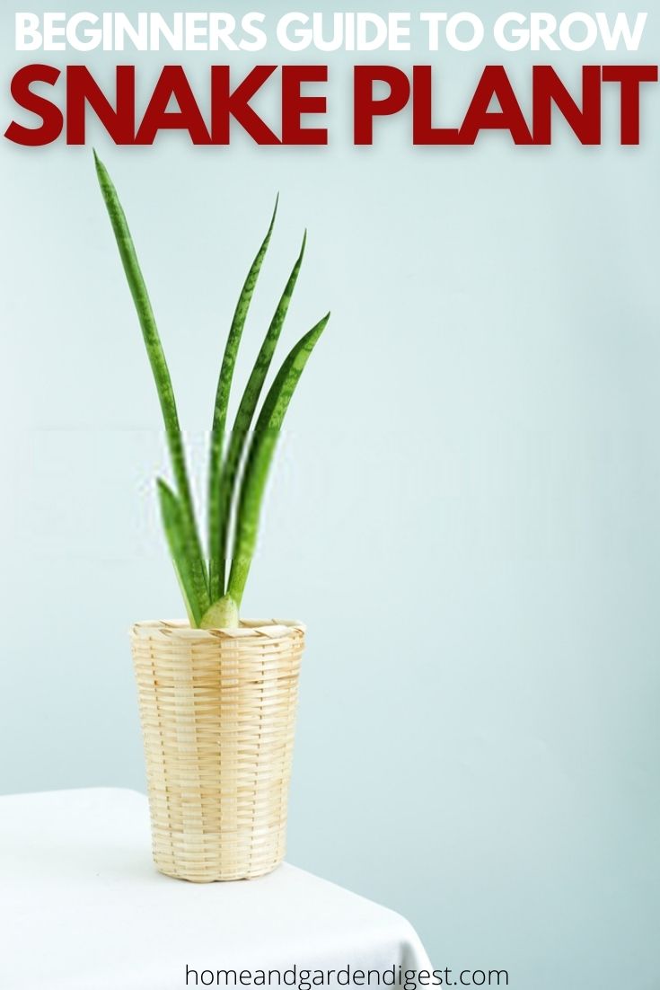 Snake Plant Care: How To Grow For Sansevieria Trifasciata