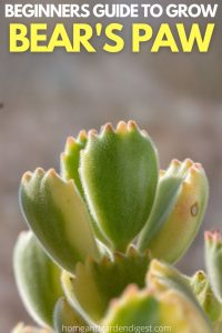 bear paw succulent singapore