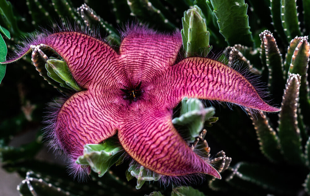 stapelia