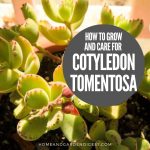 How To Grow and Care for Cotyledon tomentosa Bear's Paw