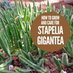 How To Grow and Care For Stapelia gigantea 'Zulu Giant'