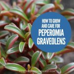 How To Grow and Care For Peperomia Graveolens 'Ruby Glow'