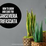 How To Grow and Care For Snake Plant (Sansevieria trifasciata)