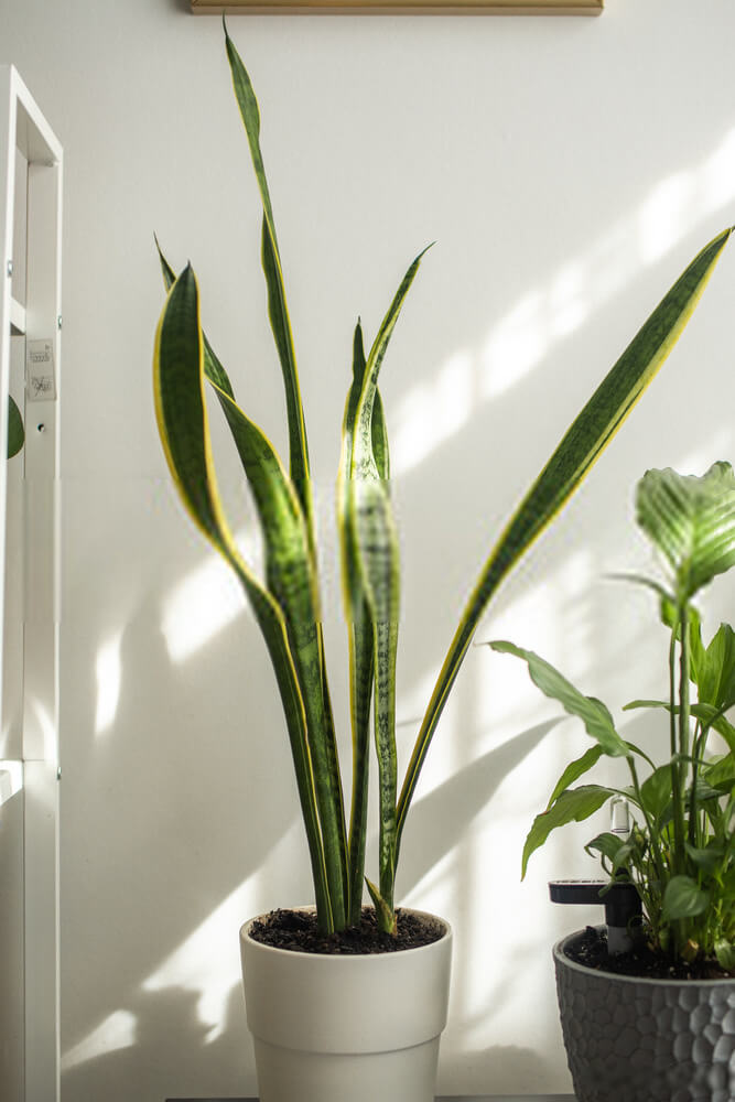 Snake Plant Care: How To Grow For Sansevieria Trifasciata