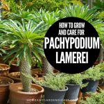How To Grow and Care for Pachypodium lamerei (Madagascar palm)
