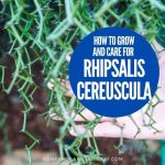 How To Grow and Care For Rhipsalis cereuscula (Coral Cactus)