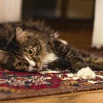 Common Misconceptions about Carpet Removal Service