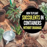 How To Plant Succulents In Containers Without Drainage