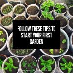 Follow These Tips to Start Your First Garden