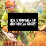 How To Know When You Need To Hire An Arborist