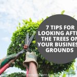 7 Tips for Looking After the Trees on your Business' Grounds