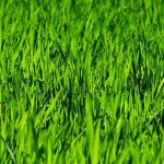 A Beginner's Guide On How To Grow Grass Seeds