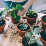 6 Steps in Making Your Houseplants Live Longer