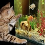 Care Tips From The Pros That Will Help You Care For Your Pet Fish