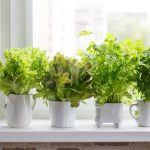Starting an Indoor Herb Garden? 4 Things You’ll Wish You’d Known Sooner