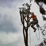 Here are the Reasons Why You Might Need to Hire an Arborist