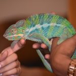A Pet Chameleon: All Important Things You Need to Know About Getting One