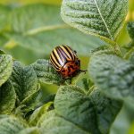 13 Effective and Natural Ways to Kill Potato Bugs [An Expert Guide]