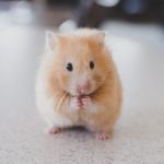 Top Reasons You Might Have Mice At Home (And What You Can Do)