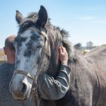 A Guide on Taking Care of a Senior Horse