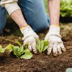 6 Tips to Start Your Own Survival Garden