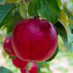 What Kinds Of Fruit Are Excellent For Growing