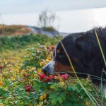 The Superfoods To Feed To Your Dog: A Brief Guide