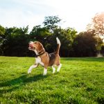 3 Helpful Tips to Keep Your Dog Healthy