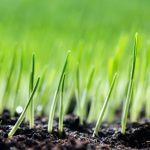 7 Importance of Overseeding Your Lawn